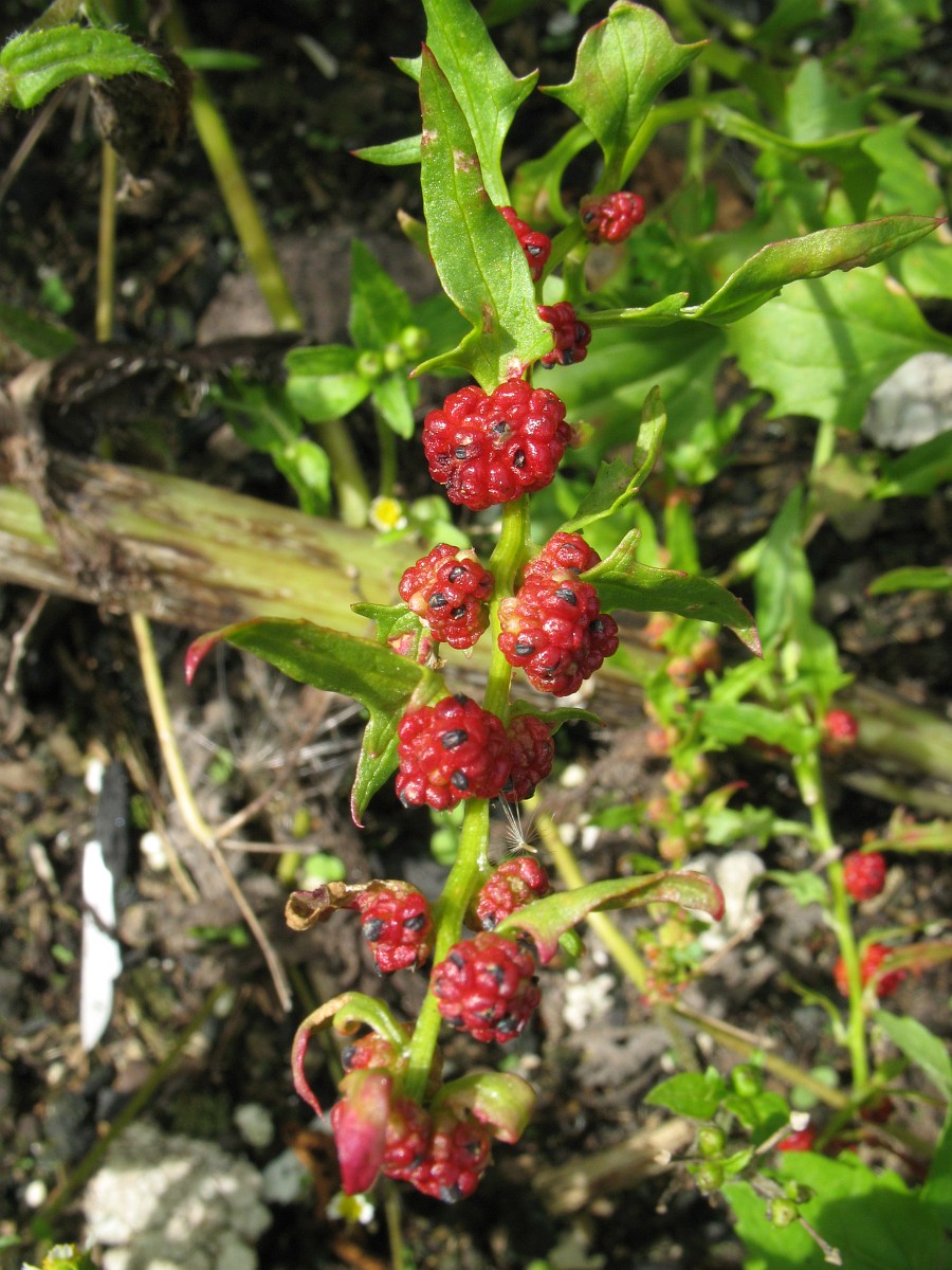 Chenopodium Foliosum Leafy Goosefoot